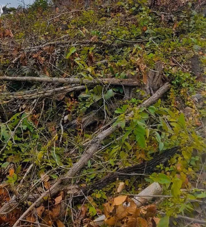 z7187268426030_7922cdd0d60e1a726119ca7c1f94676e.jpg