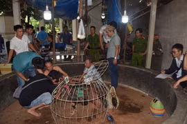 Thừa Thiên – Huế: Bắt quả tang hàng chục đối tượng đánh bạc dưới hình thức đá gà