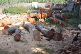 Đang làm rõ vụ khai thác gỗ Lim ở huyện Bá Thước