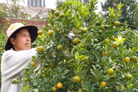 Quảng Nam: Làng quất Cẩm Hà vào vụ Tết