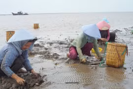 Nghêu chết hàng loạt ở Bến Tre là do sốc nhiệt