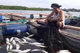 Gần 100 tấn cá nuôi lồng bè chết trắng chưa rõ nguyên nhân tại Hà Tĩnh