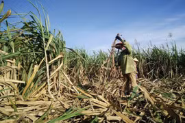 Ngành mía đường: Vẫn loay hoay “tìm lối thoát”