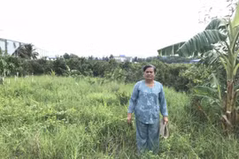Gia đình chính sách yêu cầu UBND tỉnh Long An trả lại đất khai hoang theo luật định
