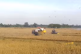 Nông nghiệp vẫn là mũi nhọn và động lực phát triển!