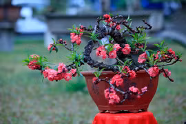 Đào bonsai giá 5 triệu đồng 'ra' phố đón Tết Kỷ Hợi 2019