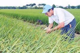 Chờ gạo tím ông Cua