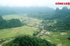 Chủ tịch UBND tỉnh Bắc Kạn yêu cầu xử lý nghiêm vụ phá rừng tại huyện Bạch Thông