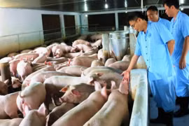 Hà Nội: 257 xã, phường "thoát" dịch bệnh tả lợn châu Phi