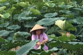 Trà sen Bách Diệp từ tâm...