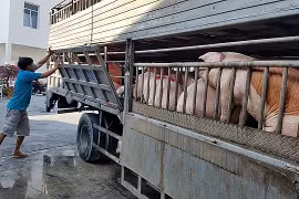 TP. Hồ Chí Minh: Đối phó với nguy xâm nhiễm dịch tả lợn Châu Phi