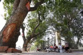 Hà Nội: Nhiều cây cổ thụ bị sâu, mục có nguy cơ đổ gãy do mưa bão