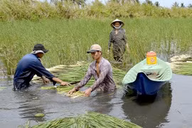 Cà Mau: Huyện Cái Nước đẩy mạnh nhân rộng các mô hình sản xuất hiệu quả