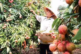 Nâng thế chủ động cho nông sản Việt khi hội nhập