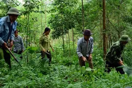 Hỗ trợ bổ sung gạo cho công tác bảo vệ rừng tỉnh Nghệ An