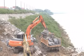 Phú Thọ: Xử lý khẩn cấp tình trạng sạt lở đê tả sông Thao