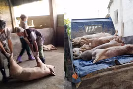 Hà Tĩnh: Thu hồi giấy phép hành nghề cán bộ thú y lơ là chống dịch tả lợn Châu Phi