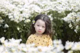 Trong trẻo mùa cúc họa mi