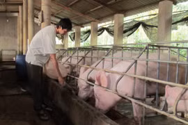 Giá lợn tăng cao kỷ lục: Kịch bản “khủng hoảng thịt lợn” dịp Tết Nguyên đán có xảy ra?