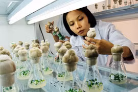 Xây dựng cơ chế, chính sách khuyến khích, thúc đẩy phát triển khoa học công nghệ