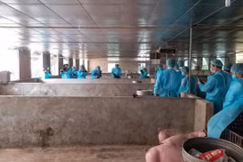 Một số giải pháp cấp bách phòng, chống bệnh Dịch tả lợn Châu Phi
