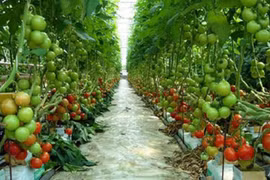 Ngành nông nghiệp vượt khó, duy trì đà tăng trưởng