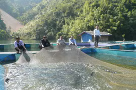 Triển khai đồng bộ nhiều giải pháp để xóa đói, giảm nghèo bền vững