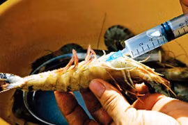 Xử lý nghiêm các hành vi đưa tạp chất vào tôm nguyên liệu