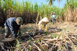 Người dân Hậu Giang tự tìm “đầu ra” cho cây mía