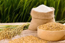 Xuất khẩu gạo vẫn giảm mạnh trong 5 tháng đầu năm