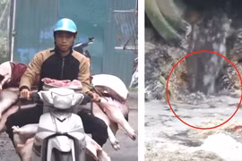 Tiêu điểm: Báo động tình trạng ô nhiễm tại các lò giết mổ gia súc dịp cận Tết