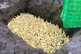 Triển khai đồng bộ các giải pháp ngăn chặn nhập lậu động vật