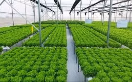 Đến năm 2030 phấn đấu có 100.000 doanh nghiệp nông nghiệp