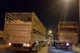 TP.HCM: Lập 2 chốt kiểm dịch động vật tạm thời để ngăn chặn dịch tả lợn châu Phi
