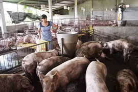 Đề nghị Chính phủ hỗ trợ chống dịch đối với đàn lợn mục tiêu là 500.000 đồng/con