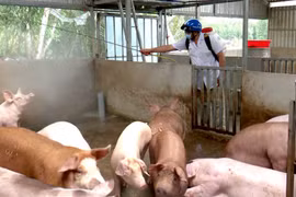 Cà Mau chi hơn 40 tỷ đồng cho công tác phòng chống dịch tả lợn châu Phi
