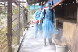 Dịch tả lợn châu Phi: Không đợi đến khi có dịch mới phòng, chống