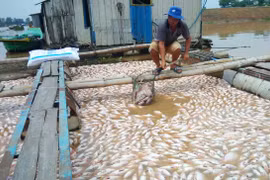 Phó Thủ tướng Thường trực chỉ đạo xử lý triệt để vụ cá chết trên sông La Ngà, Đồng Nai