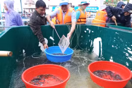 An Giang: Thả hơn 15 tấn cá bản địa về môi trường thiên nhiên