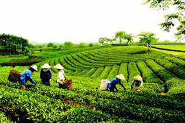 Giải pháp nào cho kinh tế hợp tác, HTX phát triển tương xứng với tiềm năng?