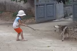 Báo động tình trạng trẻ nhỏ bị chó dại tấn công