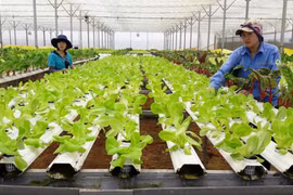 Kinh tế tập thể cần đổi mới, sáng tạo để nâng cao hiệu quả