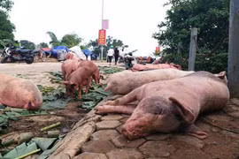 Hà Nội: Xử lý nghiêm cán bộ thiếu trách nhiệm để dịch tả lợn Châu Phi lây lan diện rộng