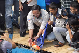Chuyên gia thả hàng trăm con cá Koi xuống sông Tô Lịch và Hồ Tây