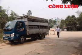 Phú Thọ: Thành lập 20 chốt kiểm dịch, phòng chống dịch tả lợn châu Phi