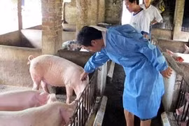 Hà Nội: Tăng cường rà soát kỹ thuật phòng, chống ngăn chặn triệt để dịch tả lợn Châu Phi