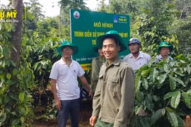 Cà phê Tây Nguyên "mê" phân bón Phú Mỹ