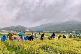 Người dân Hà Tĩnh hối hả thu hoạch lúa trong lũ