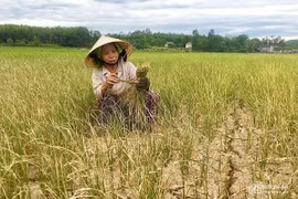 Nghệ An: Tập trung ứng phó với hạn hán, xâm nhập mặn