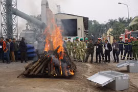 Tiêu hủy ngà voi, sưng tê cần trở thành thông lệ để khẳng định cam kết của Việt Nam